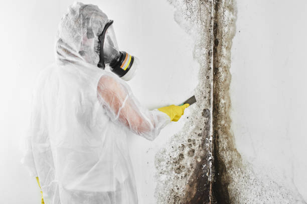 Best Local Mold Removal Service  in South Creek, WA