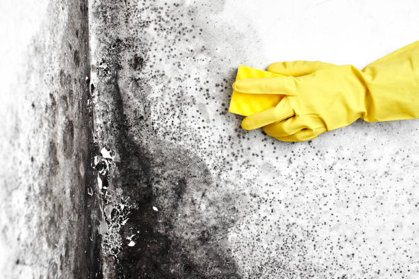 Best Same-Day Mold Removal  in South Creek, WA