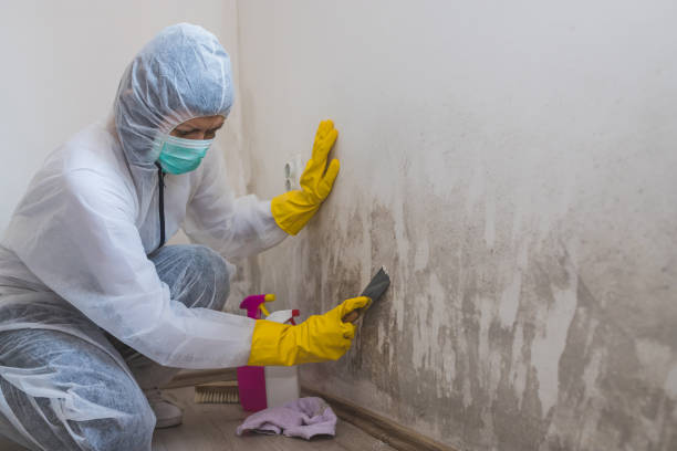 Best Mold Remediation Experts  in South Creek, WA