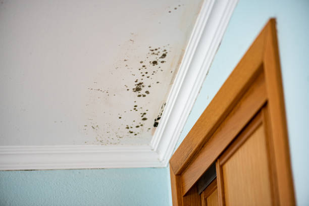 Best Affordable Mold Removal  in South Creek, WA