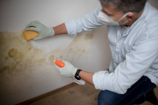 Best Mold Removal Near Me  in South Creek, WA