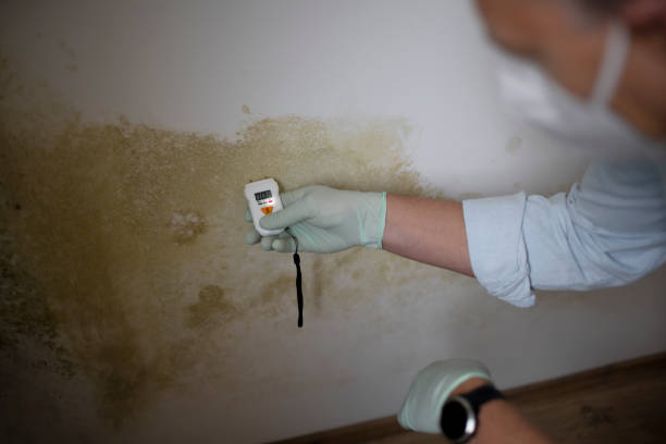 Best Office Mold Removal Services  in South Creek, WA