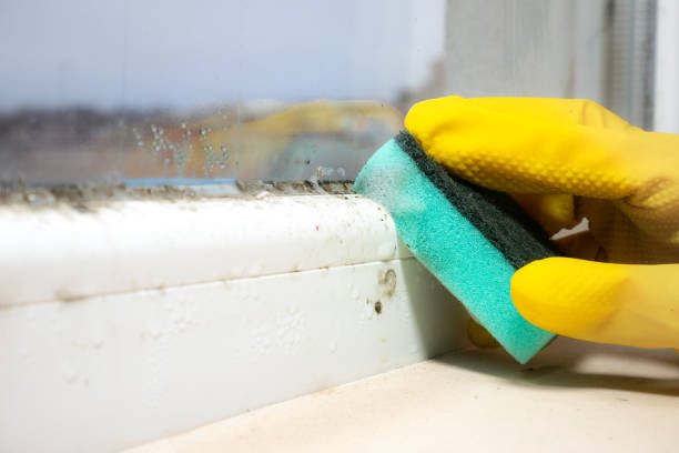 Best Emergency Mold Removal  in South Creek, WA