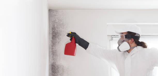 Best Home Mold Removal  in South Creek, WA