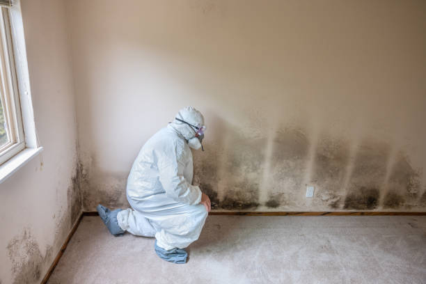 Best Professional Mold Removal  in South Creek, WA