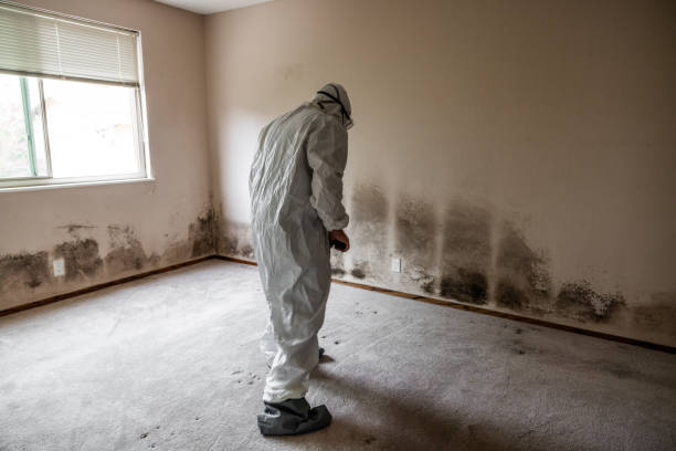 Best Mold Damage Repair  in South Creek, WA