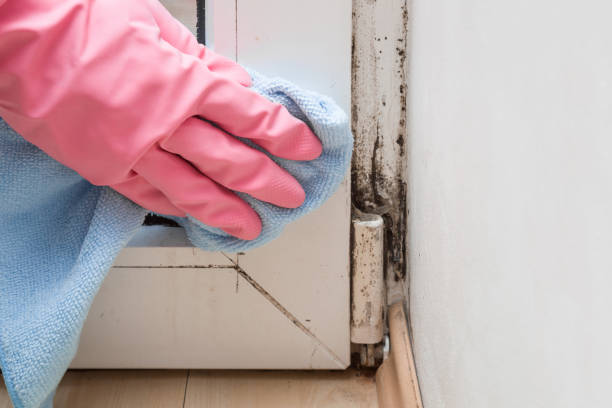 Best Commercial Mold Removal  in South Creek, WA